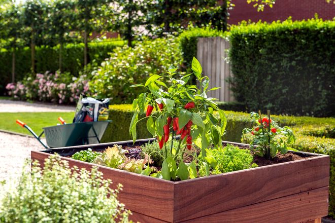 Hochbeete eignen sich sehr gut für die Selbstversorgung - von Salat und Gemüse über Kräuter bis zu scharfen Chilis zum Abschmecken.