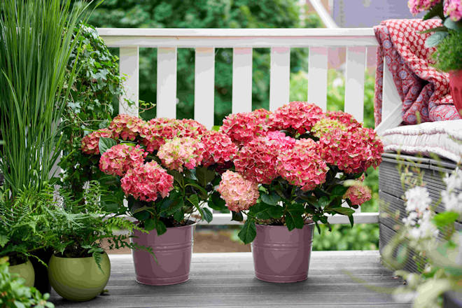 Die neue Gartenhortensie Magical Greenfire ist robust und verblüfft mit mehrfachem Farbwechsel.