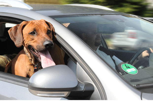 Der Hund auf dem Beifahrersitz geht garnicht.