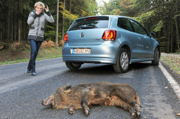 Wie reagiert man nach einem Wildunfall richtig?