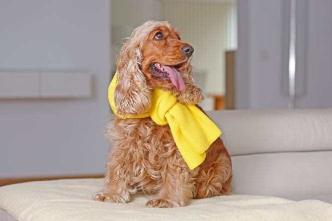 Auch Hunde sind in der kalten Jahreszeit anfälliger für Infektionen. Da ist Vorsorge gefragt.