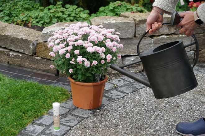 Für ein gesundes Wachstum: Mit natürlichen Produkten lassen sich die pflanzeneigenen Abwehrkräfte nachhaltig stärken.