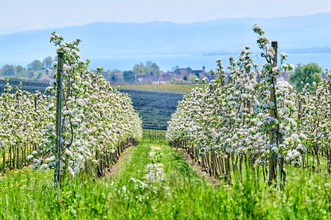Die Apfel- und Kirschbäume verwandeln die Ufer des Bodensees im Frühjahr in weiß-rosafarbene Blütenmeere.