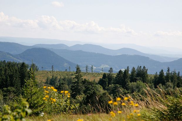 Ausblick vom Schliffkopf: Der Premiumwanderweg "Murgleiter" führt Sprosse für Sprosse hinein in den nördlichen Teil des Nationalparks Schwarzwald.