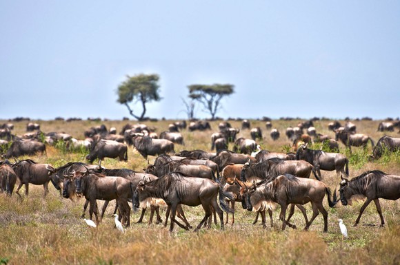 Tansania: Auf einer Familiensafari können Urlauber die große Tierwanderung in der Serengeti mit Hunderttausenden von Gnus, Zebras und Antilopen erleben.
