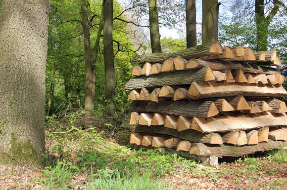 Wer sein Brennholz direkt aus dem Wald beziehen möchte, benötigt dazu die Erlaubnis des Waldbesitzers beziehungsweise des Försters. Das Holz gibt es häufig "im Stamm liegend ab Waldweg" zu kaufen.