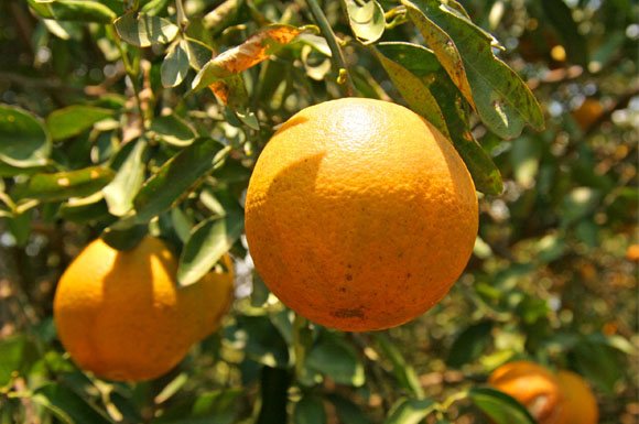 Seit kurzem bietet Lidl seinen Kunden in Deutschland auch Orangensaft an, der mit dem Siegel "Rainforest Alliance Certified" gekennzeichnet ist.