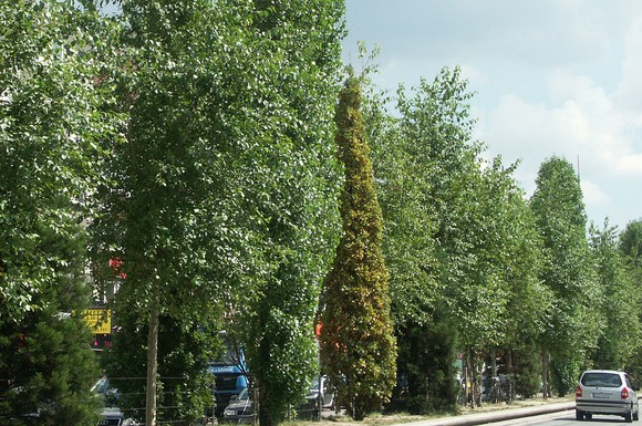 Bäume an Straßen sind besonderem Stress ausgesetzt. Eine spezielle Vitalkur hilft ihnen, gesund zu bleiben und kräftig zu wachsen.