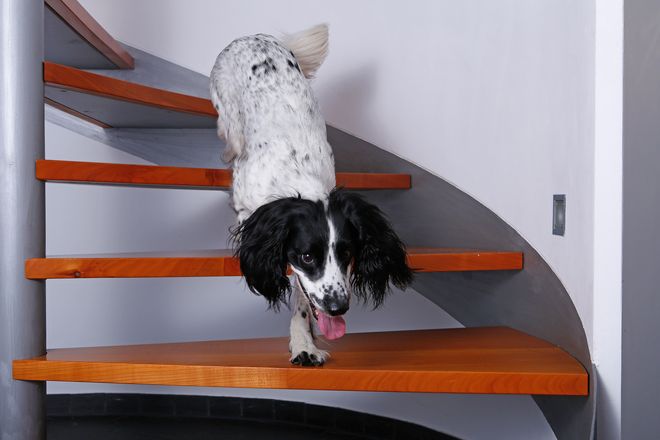 Auch bei Hunden kann das Treppenlaufen mit zunehmendem Alter Mühe bereiten.