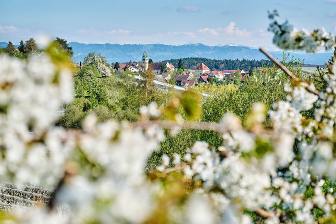 Das milde Klima am Bodensee verwandelt das Umland in ein weißes Blütenmeer und lädt zum Draußensein ein.