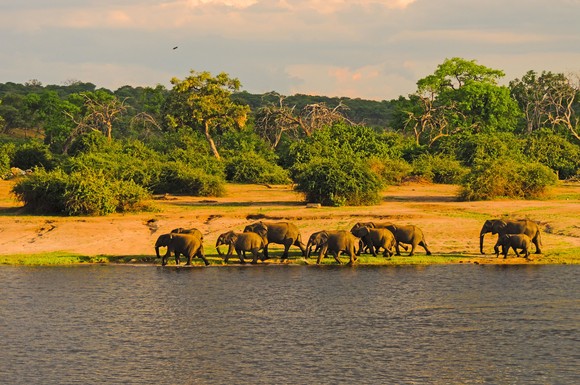 Am Chobe-Fluss und im Okavangodelta kommt man den vielen Dickhäuter-Herden besonders nah und kann viele familiäre Rituale beobachten.