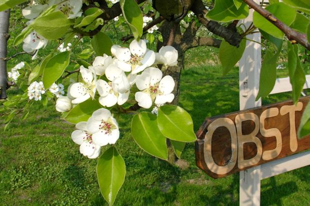 Zur Obstblüte ab Ende April verzaubert diese Region jedes Jahr Besucher aus aller Welt, über 15 Millionen Obstbäume erstrahlen dann in ihrer Blütenpracht.