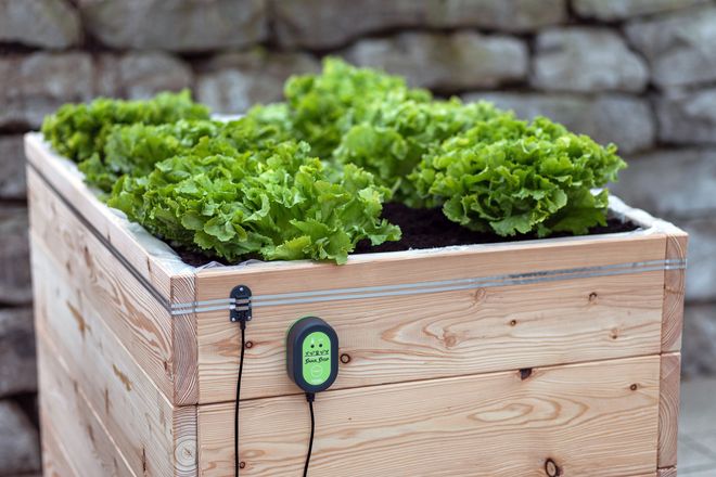Leckerer Salat ist auch bei Schnecken beliebt. Eine Blockbatterie liefert Strom für den Schutzzaun, den die Schädlinge nicht überqueren.