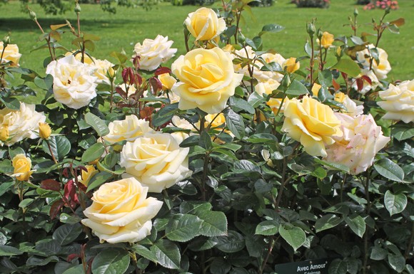 Üppig blühende Rosen sind der Stolz eines jeden Gartenbesitzers.
