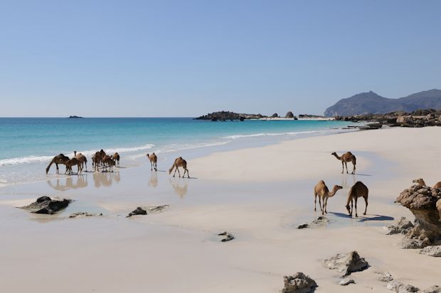Omans Küste steht unter Naturschutz - Kamele und andere exotische Tiere finden hier einen unzerstörten Lebensraum.