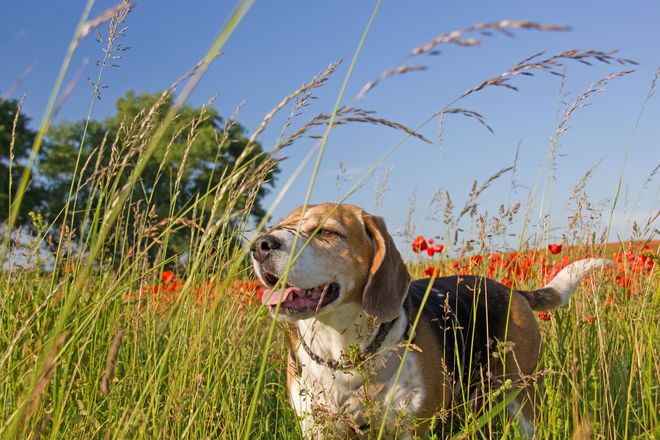 Hier kann Hund ungestört baden, frei laufen und sich zusammen mit der ganzen Familie mitten in der Natur erholen: Die Uckermark mit ihren endlosen Feldern, intakten Wäldern und über 500 Seen ist der ideale Ort für alle Hundeliebhaber. 