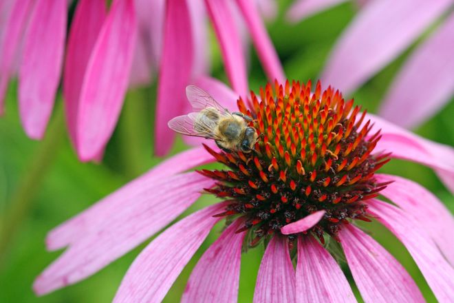 Bienen sind in der Natur unverzichtbare Helfer. Sie bestäuben zahllose Kultur- und Wildpflanzen.