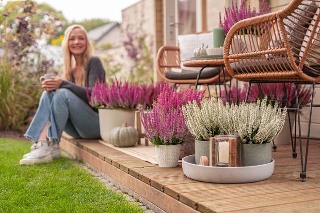 Heidepflanzen bringen Farbe in den Herbst.