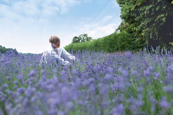 Wenn Bilder duften könnten: Hier werden Lavendelblüten geerntet.