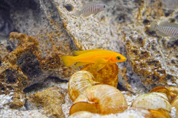 Bunt schillernde Unterwasserwelt: Ist das Aquarium richtig eingerichtet, fühlen sich die Fische wohl.