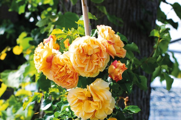 Besonders gut als Kübelpflanze geeignet ist die mit einer Silbermedaille ausgezeichnete Rose "Lizzy". Die großen Blüten erscheinen in berauschender Fülle und setzen mit ihren roten Abzeichen auf den Knospen reizvolle Akzente an Rosenspalieren.