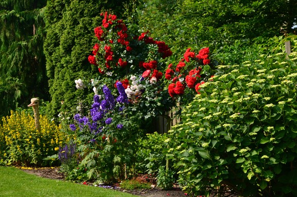 Die sogenannten Begleitpflanzen sollten die Rosen umspielen und optisch nicht dominieren.