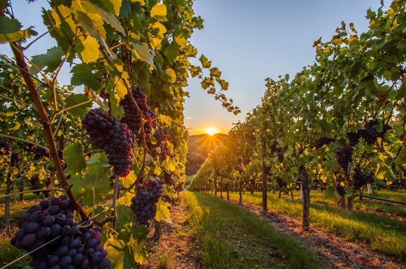 In der Ferienlandschaft Kraichgau-Stromberg treffen zwei Weinbaugebiete aufeinander: Baden und Württemberg.
