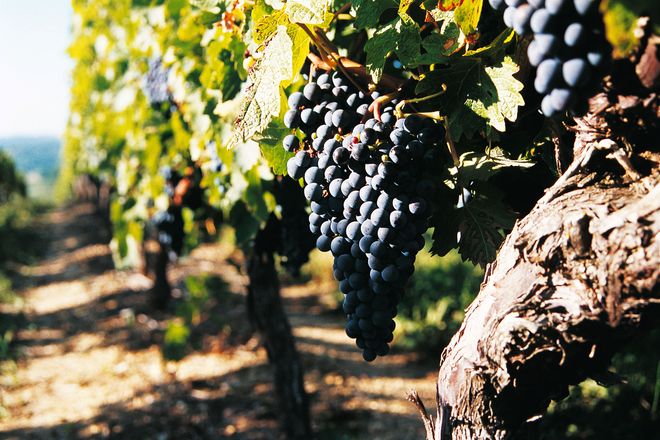 Eine Region lebt von und mit dem Wein: Bordeaux gilt als das weltweit größte zusammenhängende Weinanbaugebiet.
