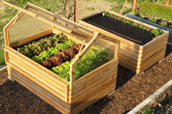 Das Kleingewächshaus aus solidem, heimischem Lärchenholz ist ein Blickfang im Garten. Gut geschützt unter dem transparenten Dach, können Salat und Gemüse ganzjährig wachsen.