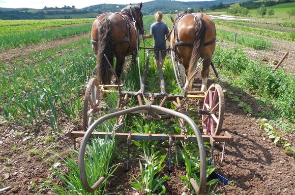 Auf einem Biohof im hessischen Oberellenbach helfen Freiwillige, Gemüse vom Pferdeacker zu ernten.