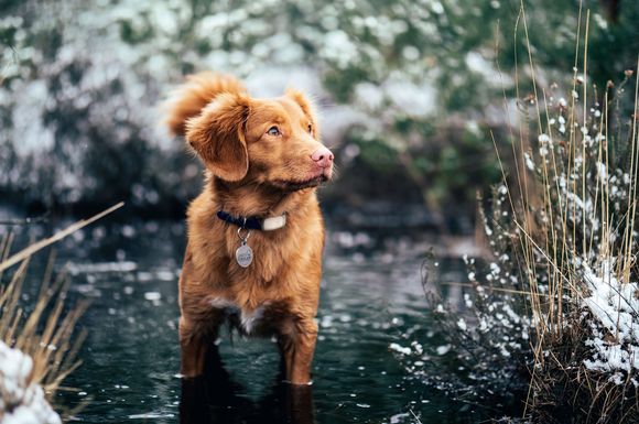 Schnell ist es passiert - der Hund verläuft sich in der freien Wildbahn.
