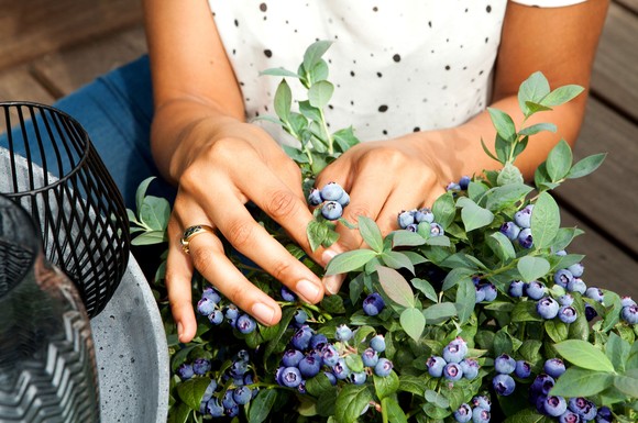 Der Anbau von Blau- oder Brombeeren im Kübel auf der Terrasse wird immer beliebter.