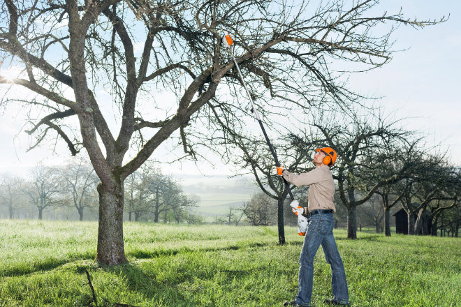 Viel hilft viel: Ein kräftiger Rückschnitt der Obstbäume schafft die Voraussetzung für frisches Wachstum und gute Ernte in der neuen Saison.