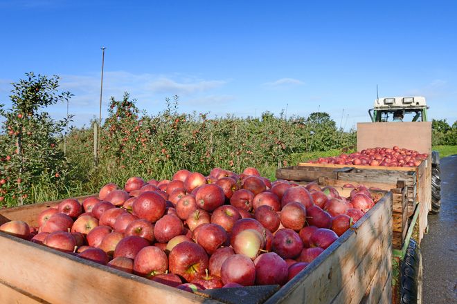 Von August bis November heißt es: Apfelernte im Alten Land.