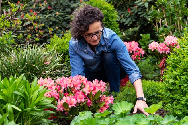 Farbenfroh und pflegeleicht: Rhododendren machen im Beet, im K&uuml;bel oder als Pflanzhecke eine gute Figur.