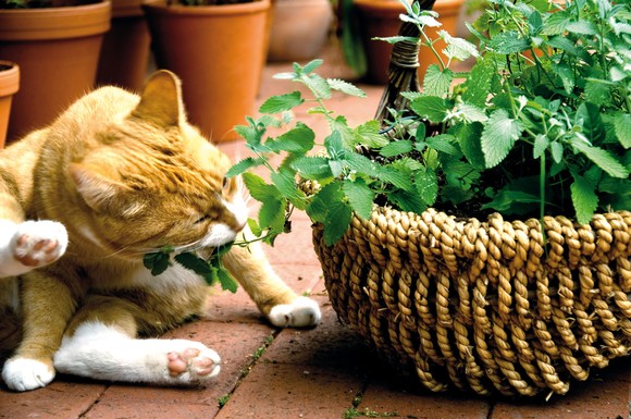 Die Katzenminze ist eine bei Katzen ungemein beliebte Knabberpflanze.