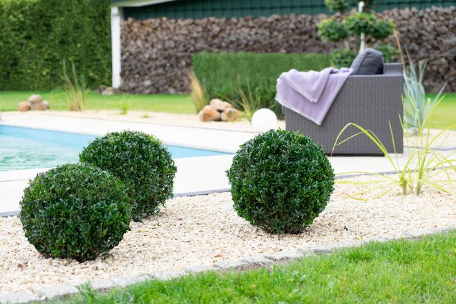 Auch als Sanitär schmückt die Japanische Stechpalme den Garten.