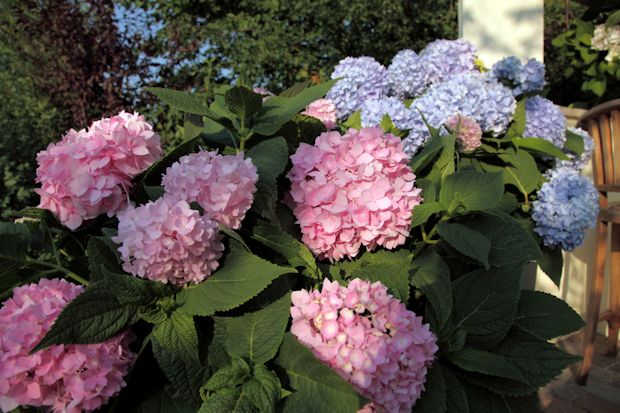Spezieller Hortensiendünger macht sogar unterschiedliche Farben im gleichen Garten möglich.