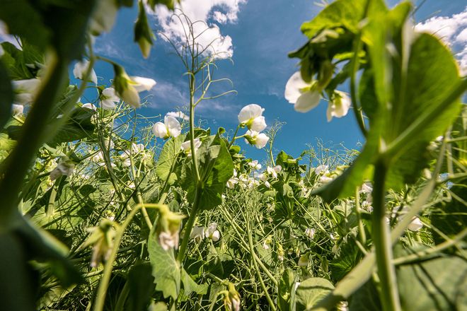 Gut f&uuml;r die Ern&auml;hrung, gut f&uuml;r die Umwelt: Heimische H&uuml;lsenfr&uuml;chte leisten einen wichtigen Beitrag zur Biodiversit&auml;t.