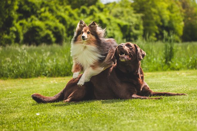 Gesunde Hunde genießen das unbeschwerte Spielen und Herumtollen im Freien.