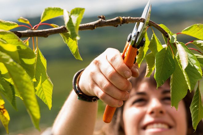 Mit einem Rückschnitt ihrer Obstbäume schaffen Gartenbesitzer im Herbst die Basis für neues Wachstum und eine reiche Ernte in der kommenden Saison.