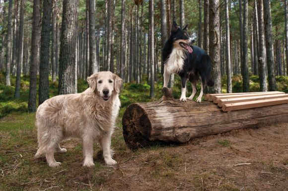 Jeder Hund ist eine einzigartige Persönlichkeit. Das betrifft auch die Ansprüche ans Futter.