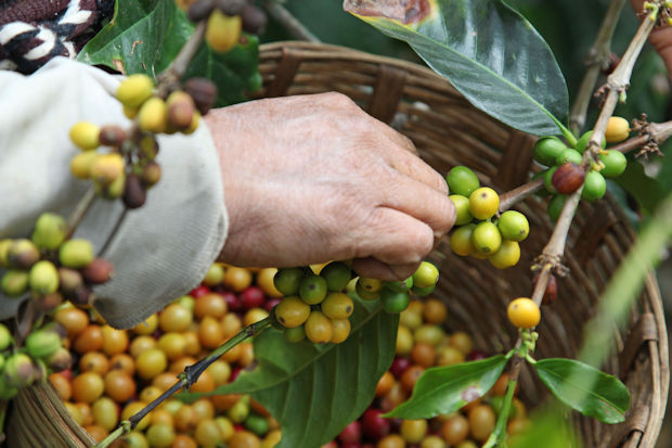 Handverlesene Kaffeekirschen sind die Grundlage des Bio-Kaffees von Herbaria.