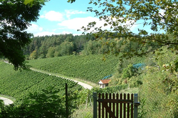 Sonnenbeschienene Weinberge, Muschelkalk und Buntsandstein prägen die alte Kulturlandschaft rund um Karlstadt.