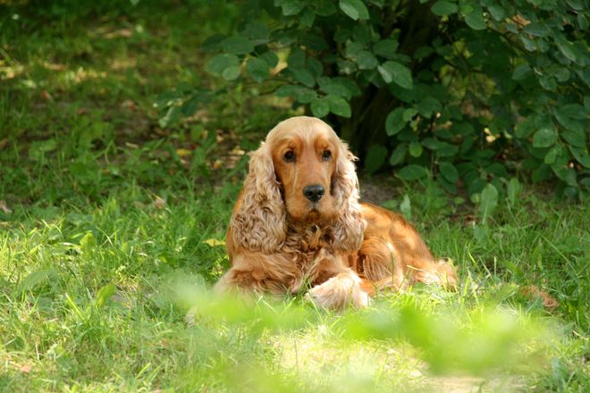 Zecken sind inzwischen das ganze Jahr über aktiv. Tierbesitzer sollten daher an einen zuverlässigen Zeckenschutz denken.