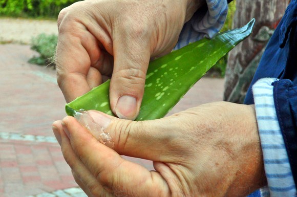 Der gelartige Saft lässt sich ganz leicht aus dem Inneren eines Aloe-Vera-Blattes herausdrücken.
