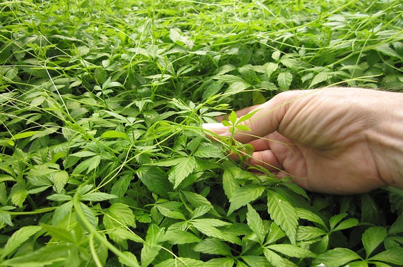 Jiaogulan wird auch als chinesischer Ginseng oder "Kraut der Unsterblichkeit" bezeichnet.