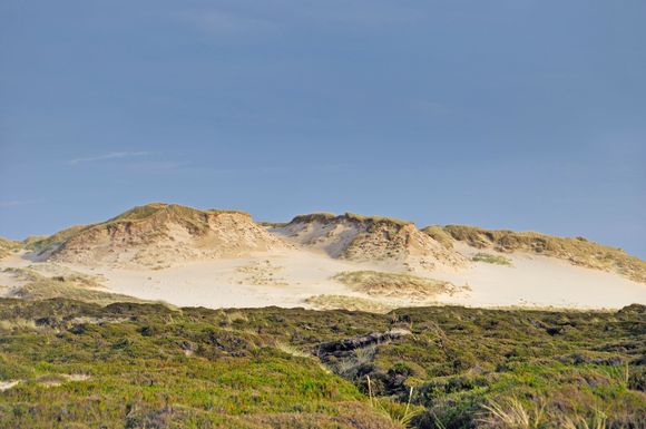 Bis zu zehn Meter pro Jahr bewegt sich Deutschlands größte Wanderdüne in List auf Sylt.