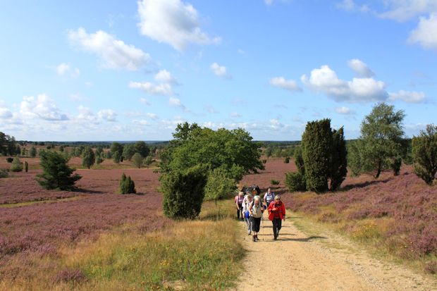Lila, Violett, Pink - im Sommer verwandelt sich die Lüneburger Heide in ein prächtiges Blütenmeer.