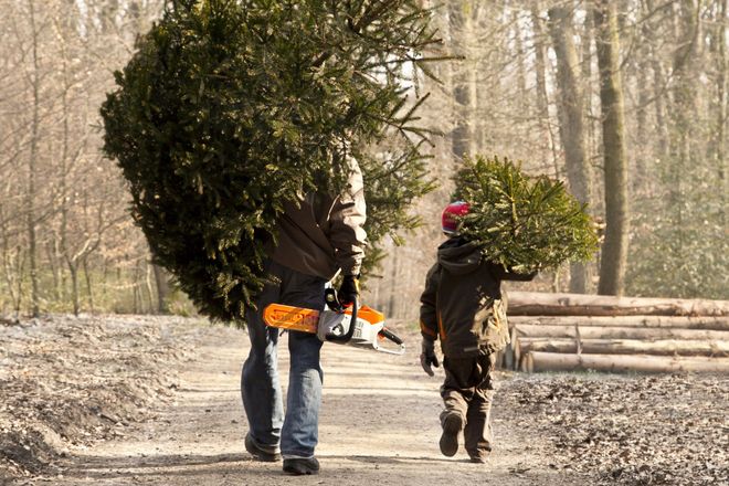 Weihnachtliche Vorfreude kommt bereits beim Weg in die Schonung auf. Hier findet jeder die persönliche Wunschtanne.
